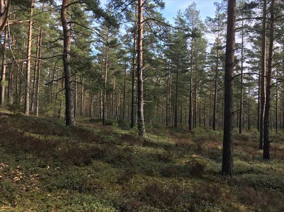 Hangon Lappohjan mäntymetsää.